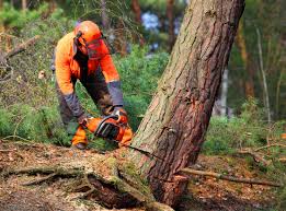 Best Arborist Consultation Services  in Ivins, UT